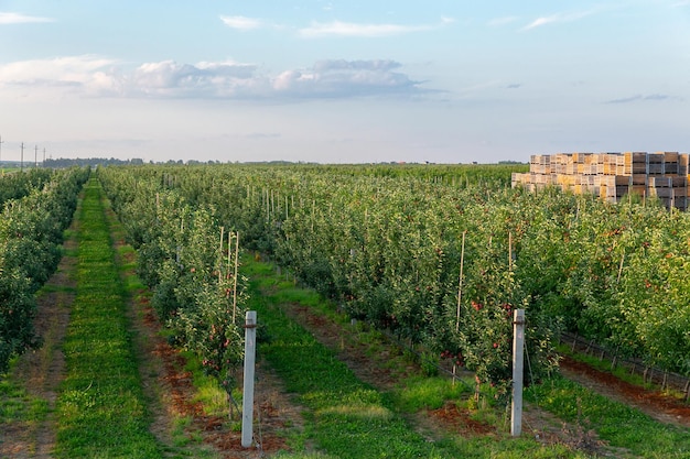 Una gran pila de cajas de madera para recoger manzanas en un huerto de manzanas