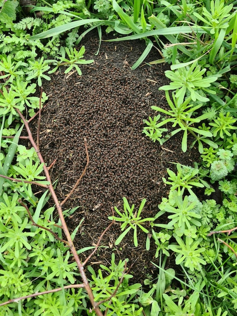 Una gran pila de hormigas está rodeada de plantas verdes y césped.