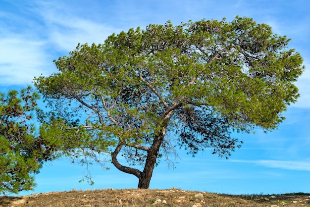 Un gran pino verde con conos contra el fondo del cielo azul