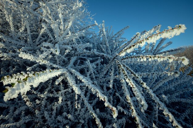 Gran plano de las ramas heladas de los árboles de invierno contra el fondo azul del cielo de invierno de Escocia