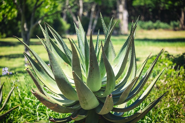 Gran planta de agava en jardín botánico