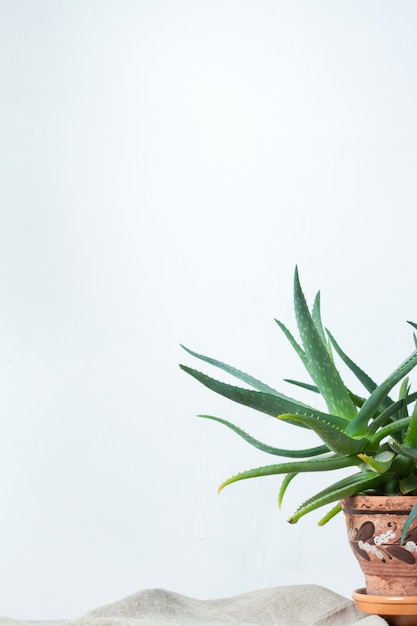 Una gran planta de aloe en una olla de barro con un adorno se encuentra en tela natural en la consola blanca frente a la pared blanca