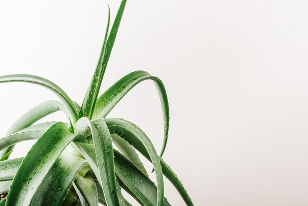 gran planta de aloe sobre un fondo blanco