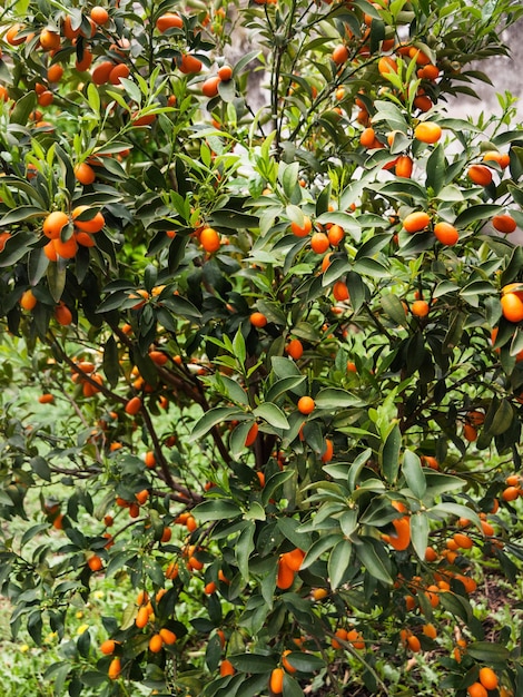 Una gran planta de deliciosos kumquats anaranjados