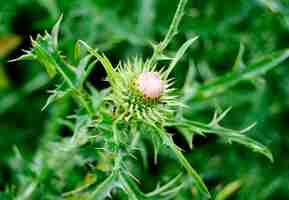 Foto gran planta medicinal herbácea de la bardana arctium