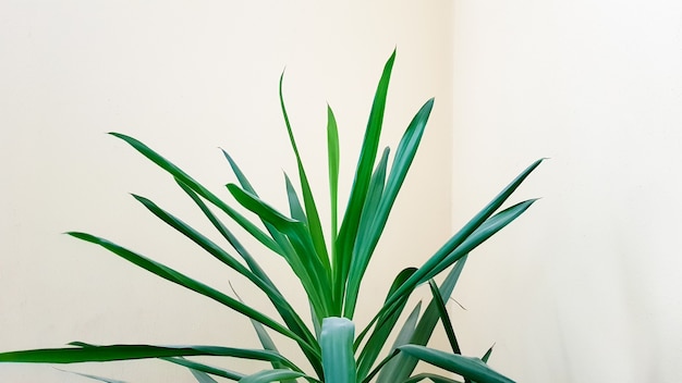 Una gran planta verde en una maceta al sol cerca de una pared beige.