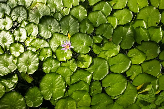 una gran planta verde que crece en un jardín