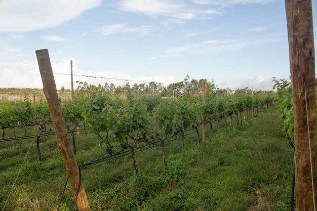 Gran plantación de uvas en una tarde