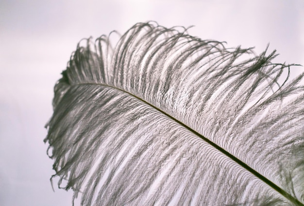 Gran pluma de avestruz blanca