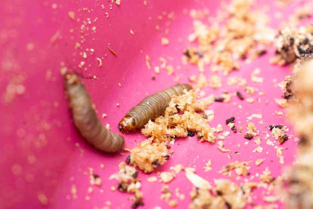 Foto la gran polilla de la cera galleria mellonella