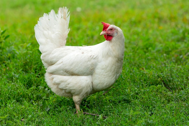 Gran pollo blanco natural y de aldea orgánico itinerante