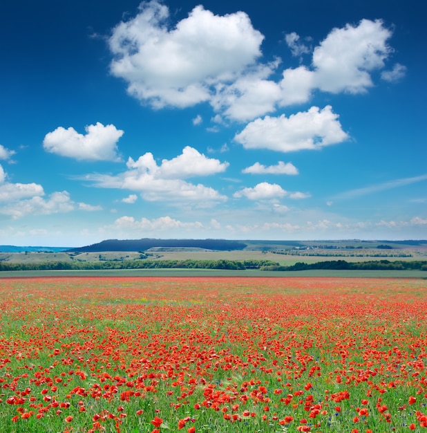 Gran prado de amapolas