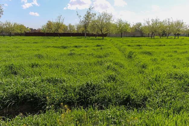 Un gran prado verde con árboles pequeños a los lados bajo el cielo azul claro