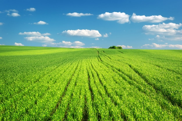 Gran prado verde bajo el cielo azul