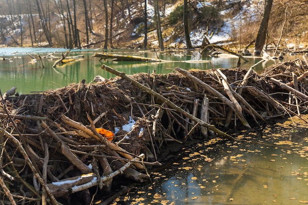 Gran presa de castores que inundó pantanos y creó un lago en Bielorrusia