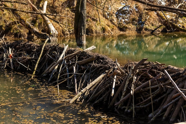 Gran presa de castores que inundó pantanos y creó un lago en Bielorrusia