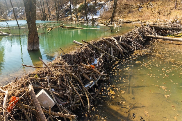 Gran presa de castores que inundó pantanos y creó un lago