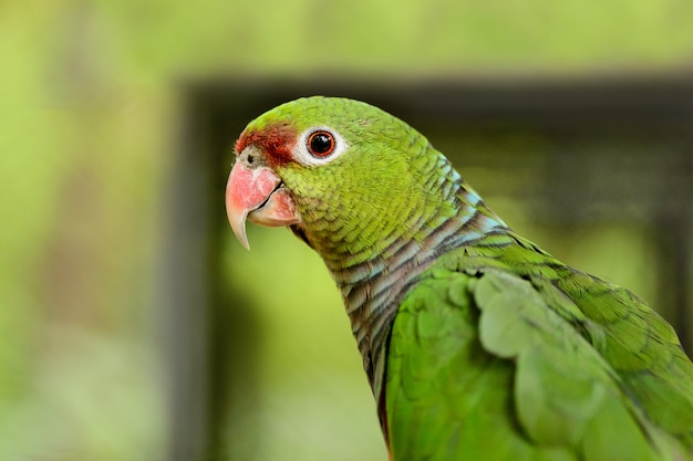 Un gran primer loro verde