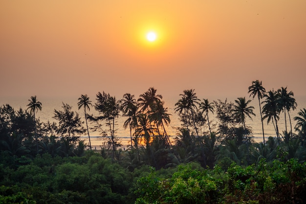 Gran puesta de sol hermosa con vistas a las palmeras