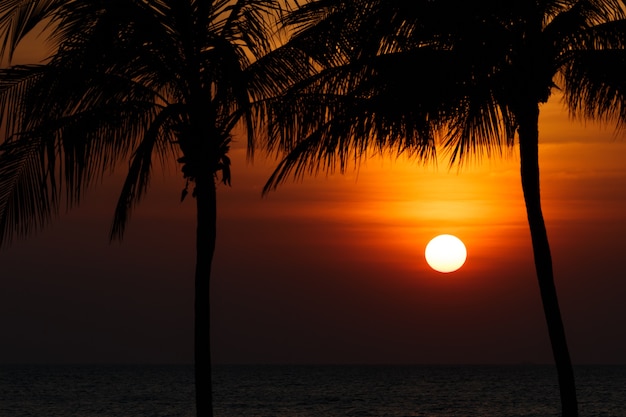 Gran puesta de sol rojo con silueta de árbol de coco.