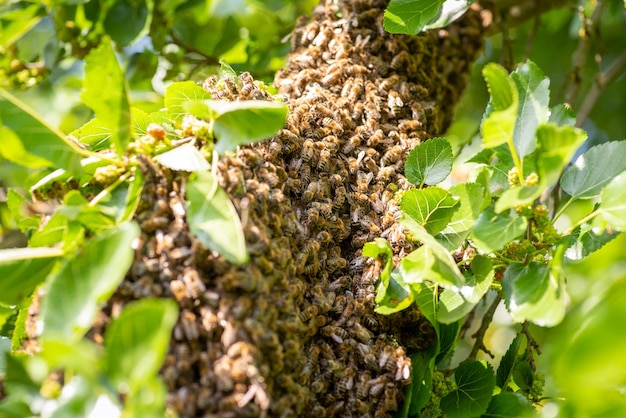 Gran racimo de abejas después de dejar su colmena