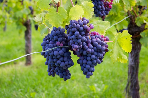 un gran racimo de uvas azules de vino en el fondo de un viñedo verde