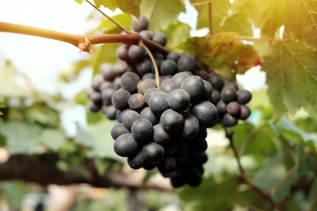 Gran racimo de uvas de vino cuelga de uvas en viñedo