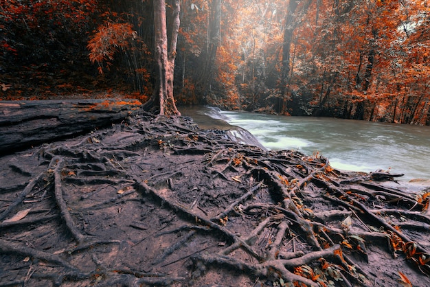 Foto gran raíz del árbol con hojas caídas de otoño