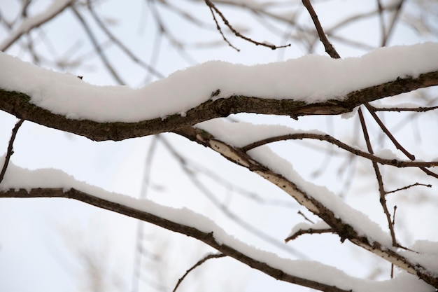 Una gran rama de un árbol con nieve, primer plano. Rama de un árbol sobre un fondo borroso. Invierno, nevadas en la rama de un árbol.