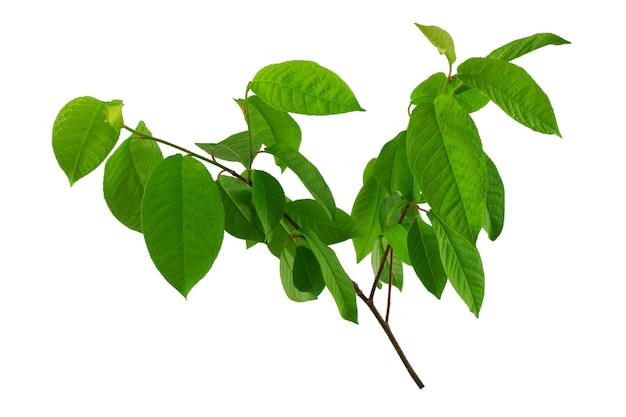 una gran rama de cerezo de pájaro o abedul con hojas verdes aisladas en un fondo blanco