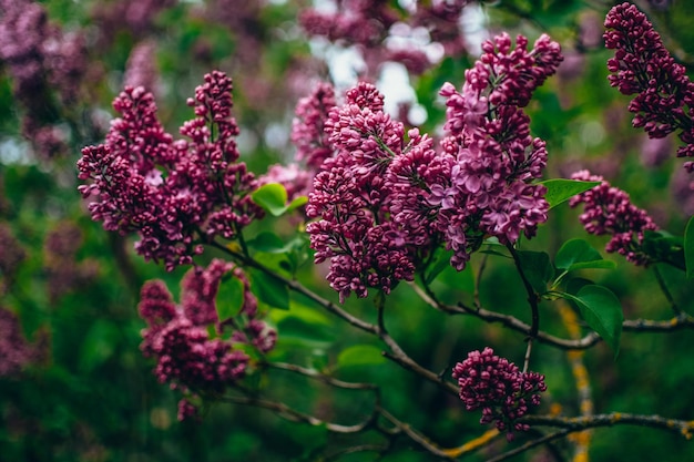 Gran rama de una lila de color púrpura brillante con hojas verdes en un jardín.