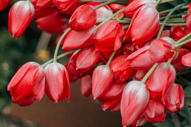 Gran ramo de tulipanes rojos.