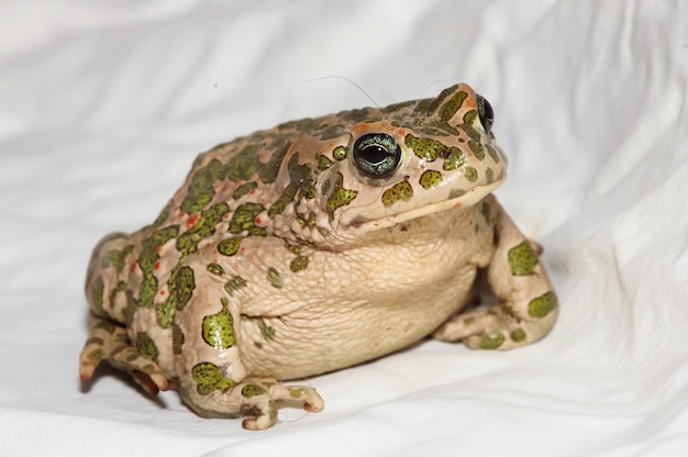 Gran Rana Fea Sapo Común Europeo Bufo