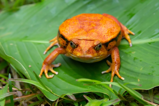 Una gran rana naranja está sentada sobre una hoja verde