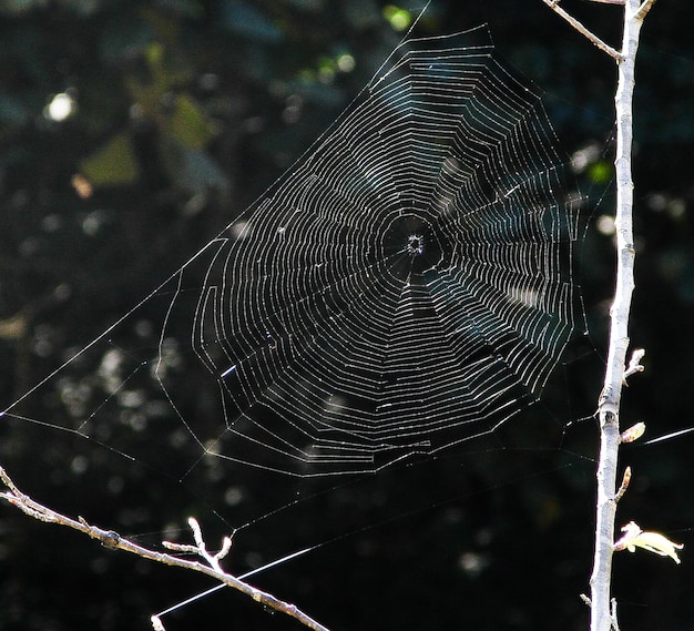 una gran red de araña entre las ramas de un árbol