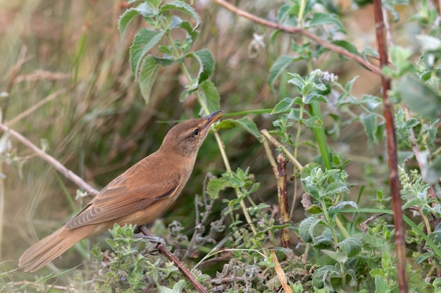 Gran Reinita Acrocephalus arundinaceus en el hábitat.