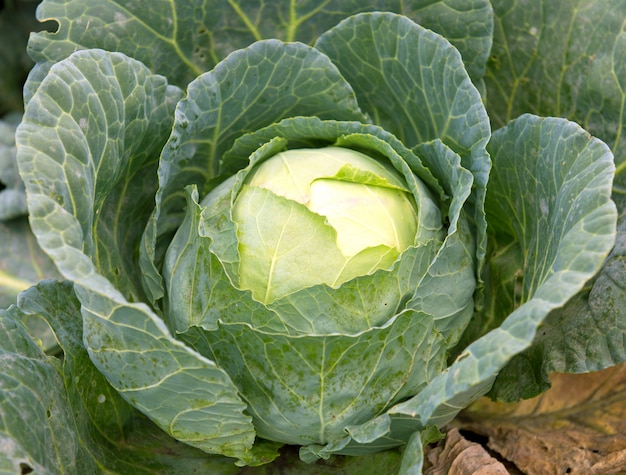 Gran repollo verde en jardín