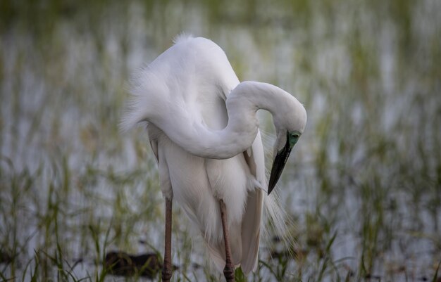 Gran retrato de animal de garceta blanca