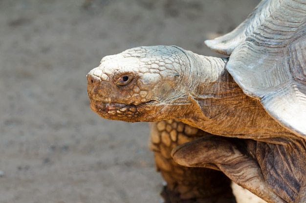 Un gran retrato de tortuga