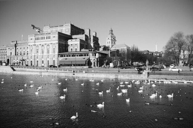 Gran reunión de pájaros lago en el centro de la ciudad muchos patos cisnes