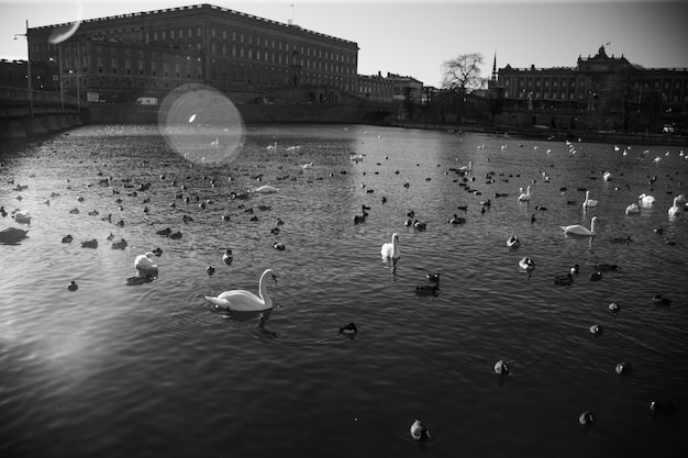 Gran reunión de pájaros lago en el centro de la ciudad muchos patos cisnes