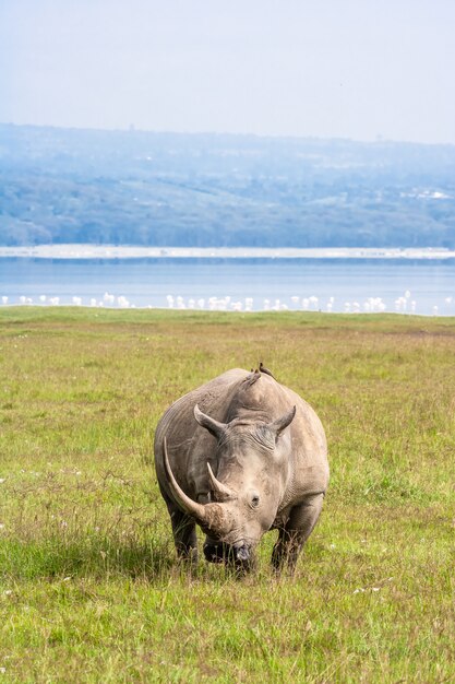 Gran rinoceronte blanco en Nakuru, Kenia