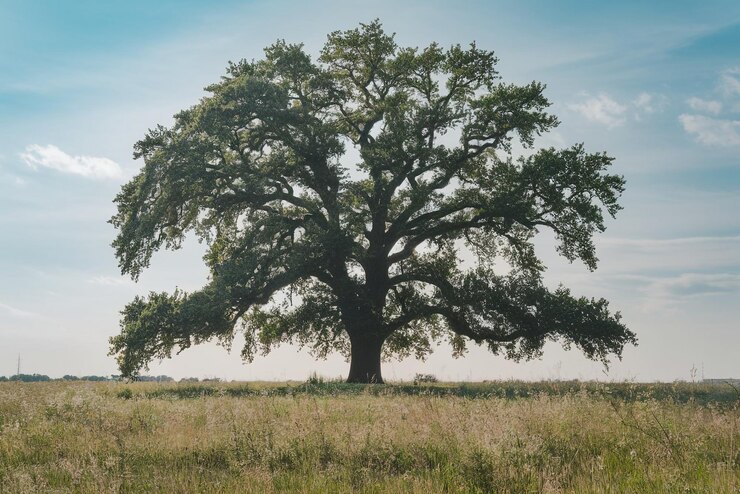 un gran roble en un campo con un cielo en el fondo