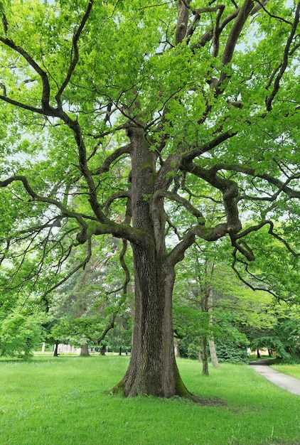 Gran roble hermoso con hojas verdes