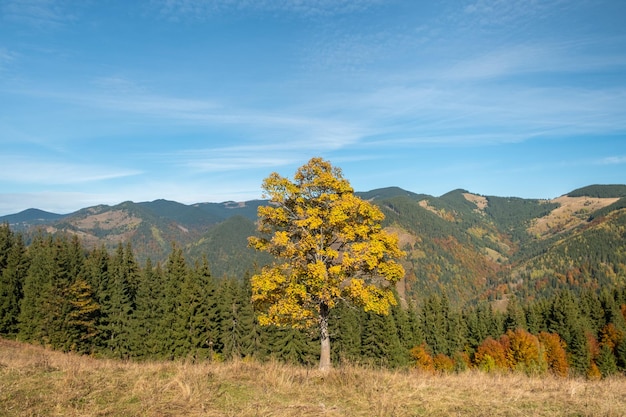 Gran roble de otoño en las tierras altas de los Cárpatos en Ucrania