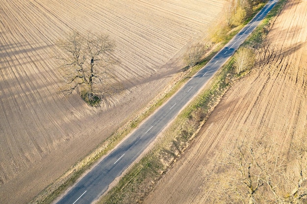 Un gran roble solitario se encuentra en un campo vacío disparando paisajes de primavera con un avión no tripulado