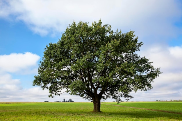 Foto un gran roble viejo que crece en un campo con plantas verdes