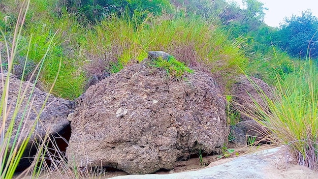 Foto gran roca antigua en un lago seco