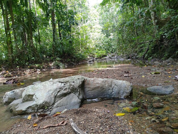 Una gran roca en un arroyo con la palabra selva en ella