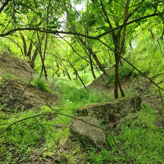 Una gran roca en medio de un bosque con plantas y árboles verdes.